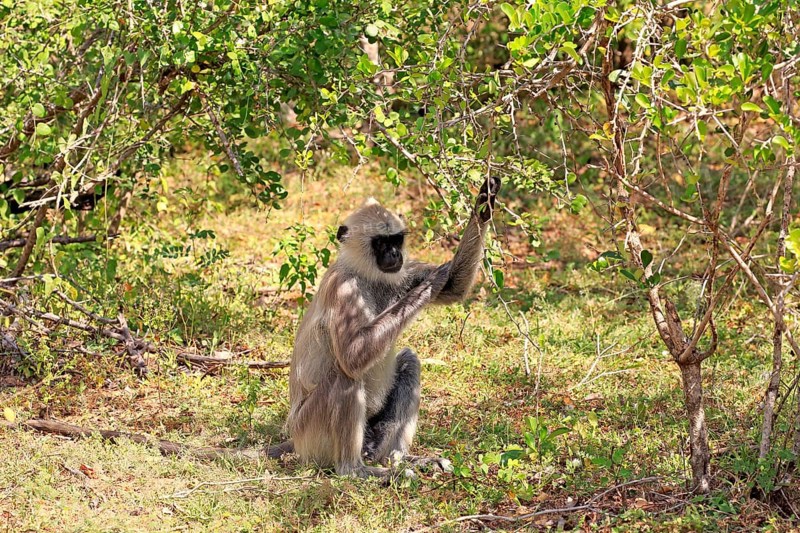 Tufted gray langur (Semnopithecus priam)