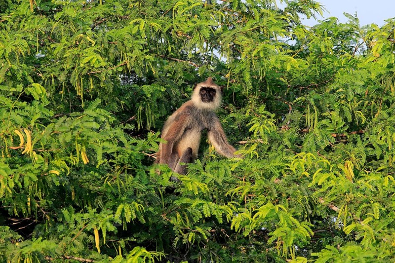 Tufted gray langur (Semnopithecus priam)