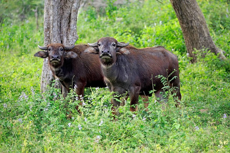 Wild water buffalo (Bubalus arnee)