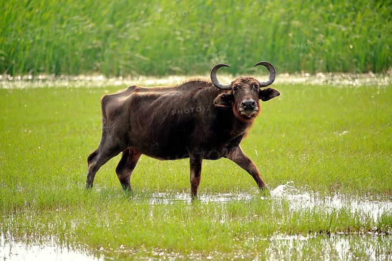 Water buffalo (Bubalis bubalis)