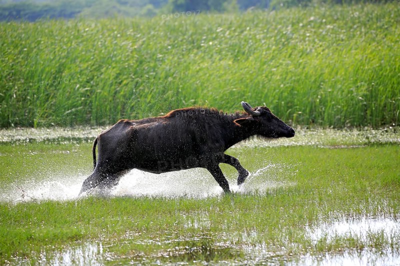 Water buffalo (Bubalis bubalis)