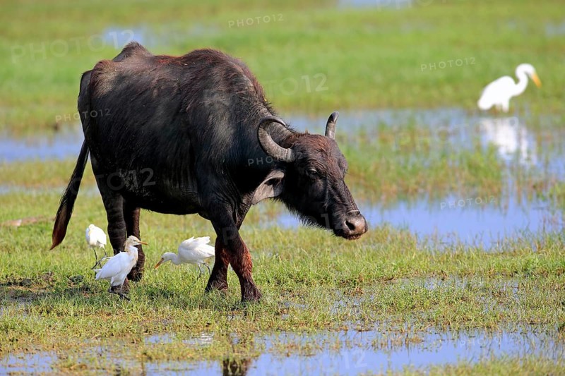 Water buffalo (Bubalis bubalis)