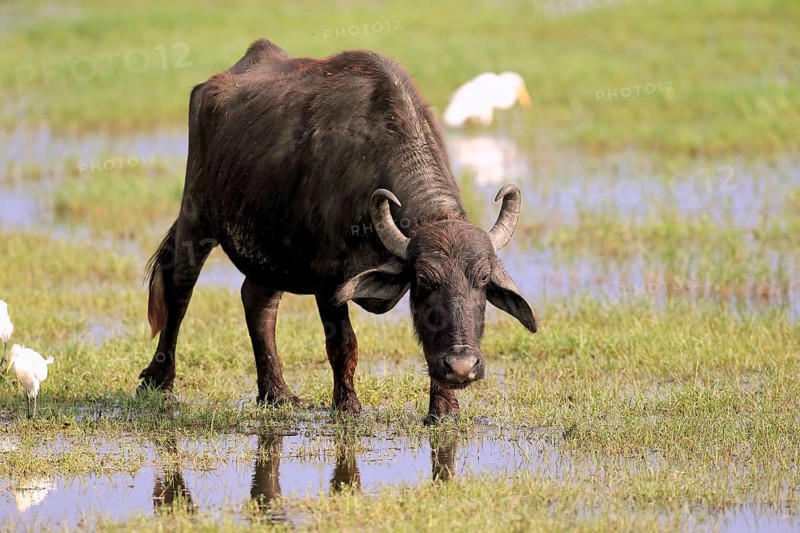 Water buffalo (Bubalis bubalis)