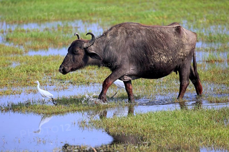 Water buffalo (Bubalis bubalis)