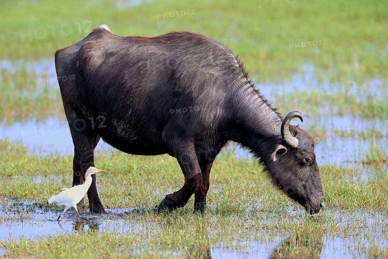 Water buffalo (Bubalis bubalis)