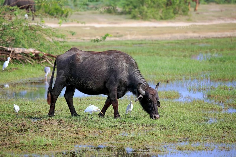 Water buffalo (Bubalis bubalis)