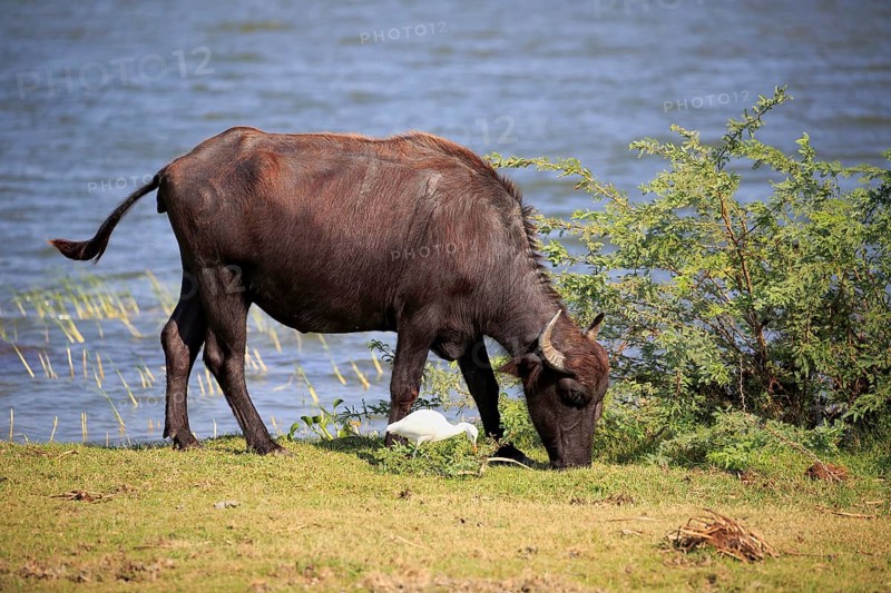 Water buffalo (Bubalis bubalis)