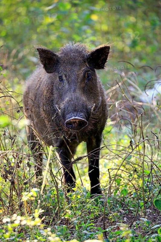 Wild boar (Sus scrofa affinis)