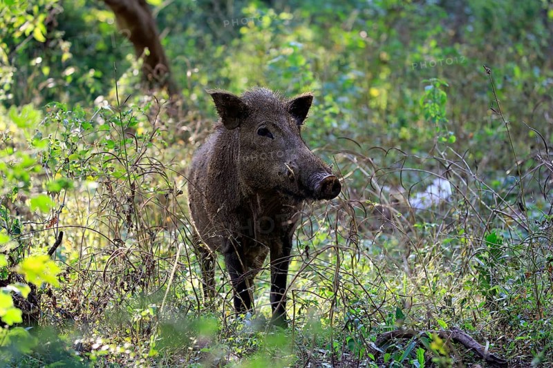 Wild boar (Sus scrofa affinis)