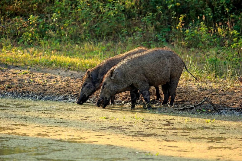 Wild boar (Sus scrofa affinis)