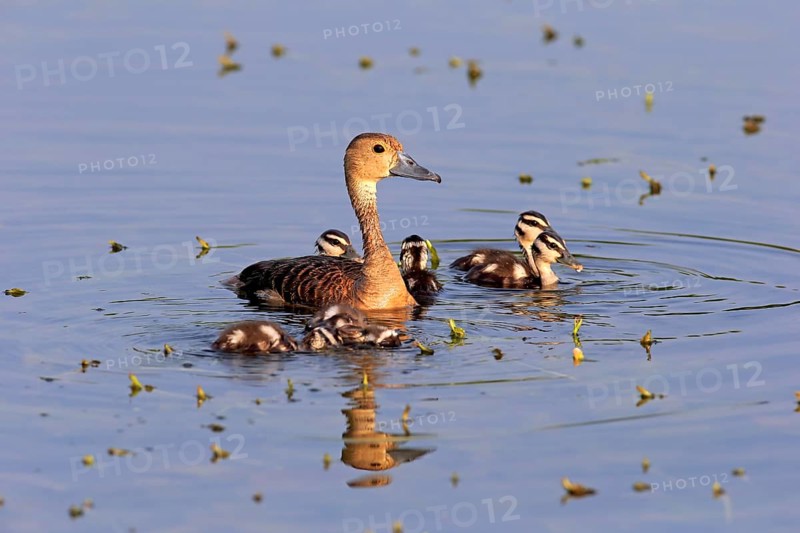 Lesser whistling duck (Dendrocygna javanica)