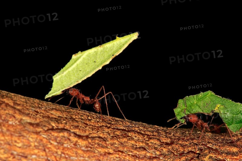 Leafcutter ants (Atta sexdens) transporting cut leaves