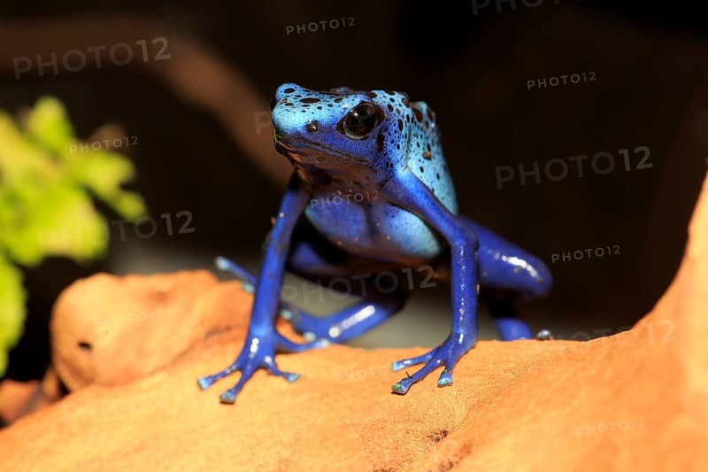 Dyeing dart frog or tinc (Dendrobates tinctorius)