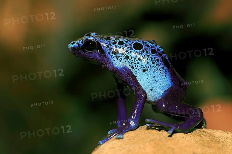 Dyeing dart frog or tinc (Dendrobates tinctorius)