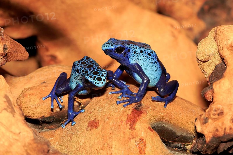 Dyeing dart frogs or tincs (Dendrobates tinctorius)