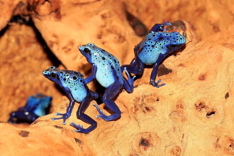 Dyeing dart frogs or tincs (Dendrobates tinctorius)
