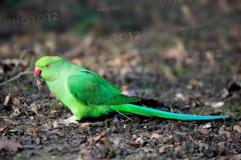 Rose-ringed parakeet or ring-necked parakeet (Psittacula krameri)