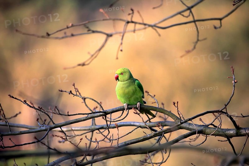 Rose-ringed parakeet or ring-necked parakeet (Psittacula krameri)