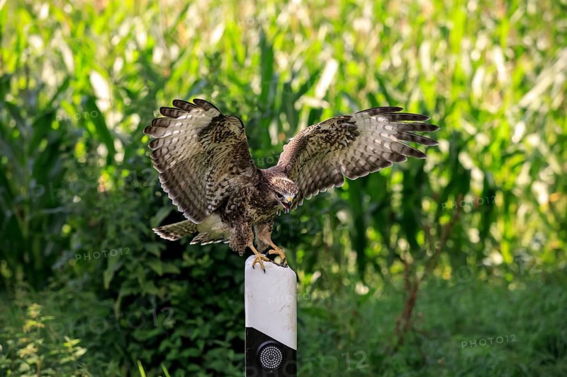 Common buzzard (Buteo buteo)