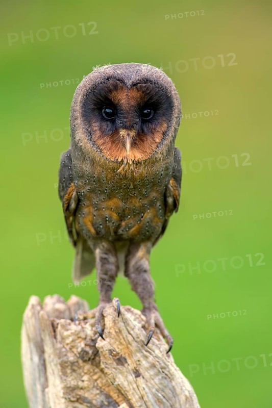Sao Tome Barn Owl (Tyto thomensis)