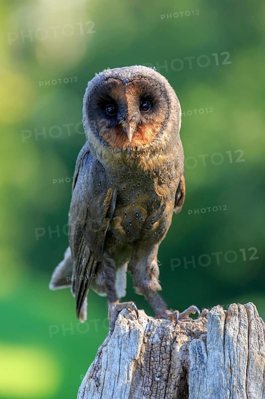 Sao Tome Barn Owl (Tyto thomensis)