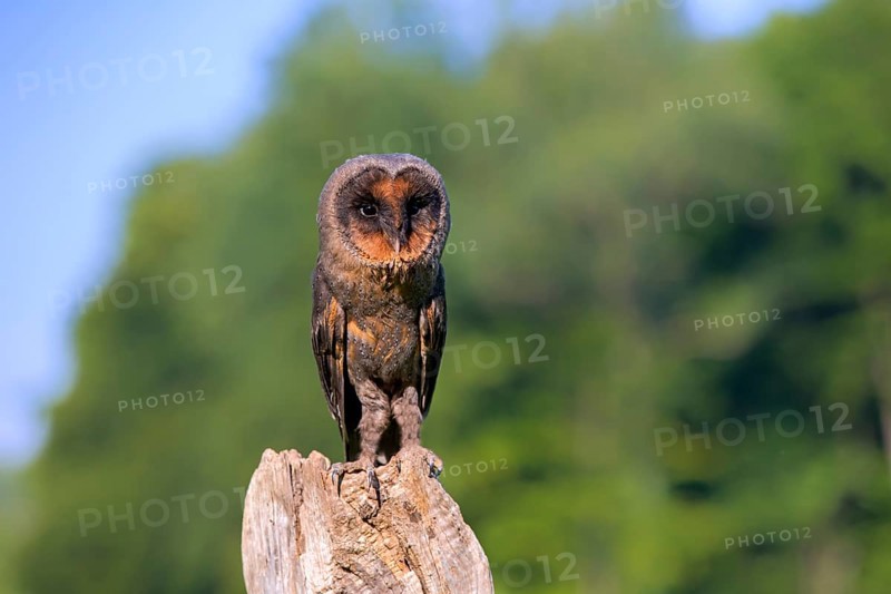 Sao Tome Barn Owl (Tyto thomensis)