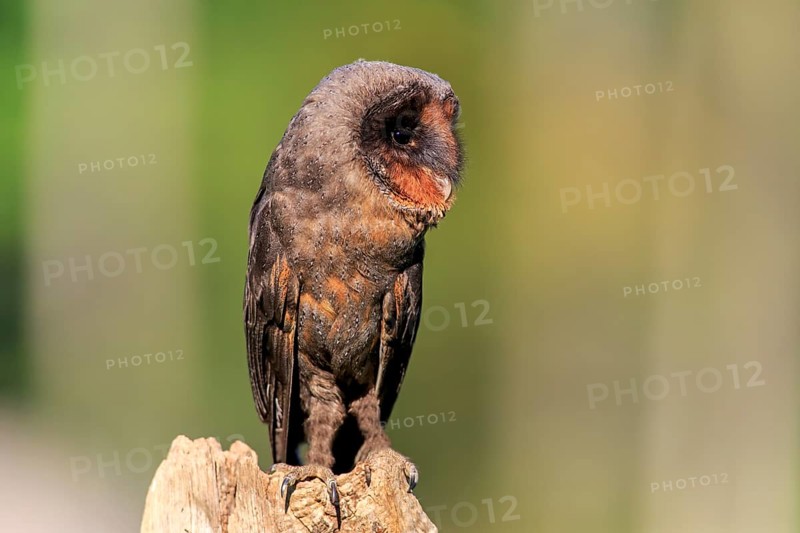 Sao Tome Barn Owl (Tyto thomensis)