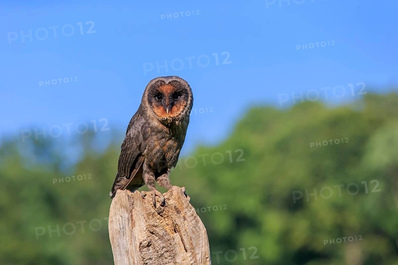 Sao Tome Barn Owl (Tyto thomensis)