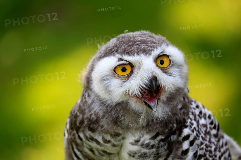 Snowy owl (Bubo scandiacus)