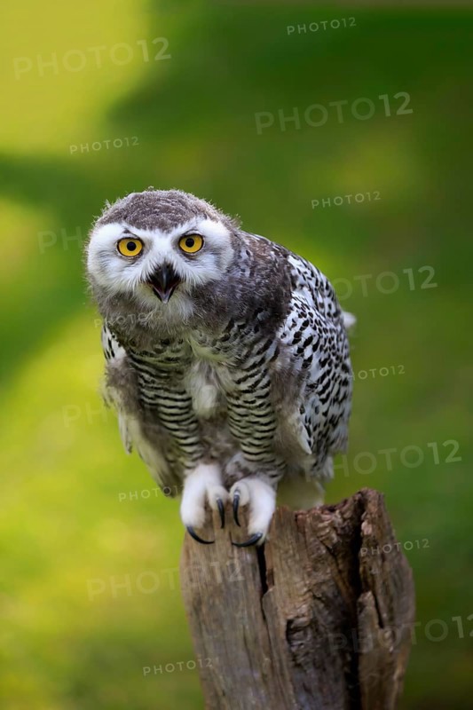 Snowy owl (Bubo scandiacus)