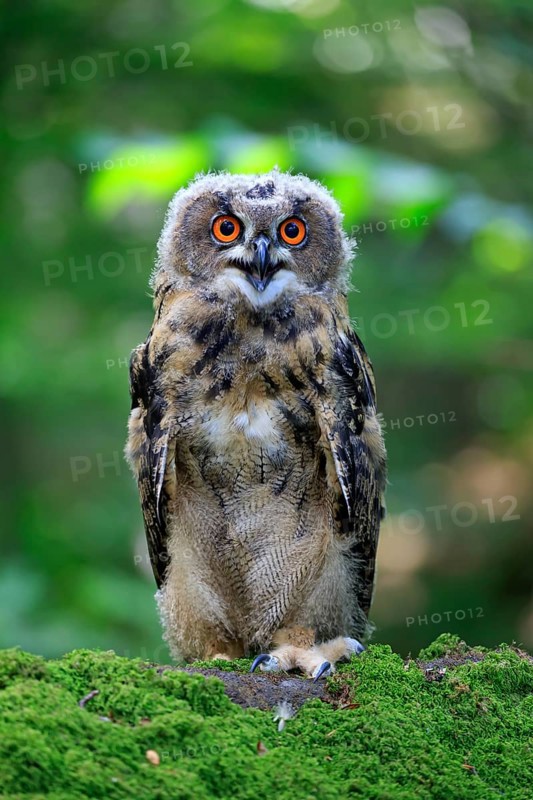 Eurasian eagle-owl (Bubo bubo)