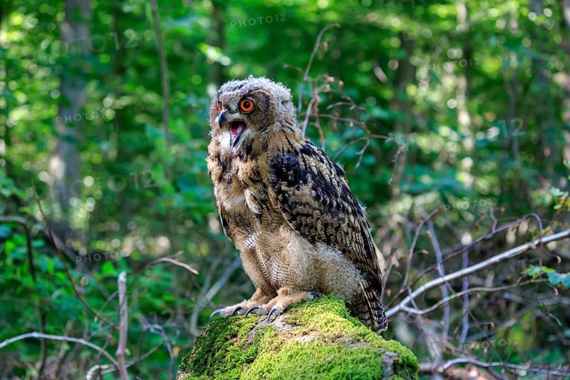 Eurasian eagle-owl (Bubo bubo)