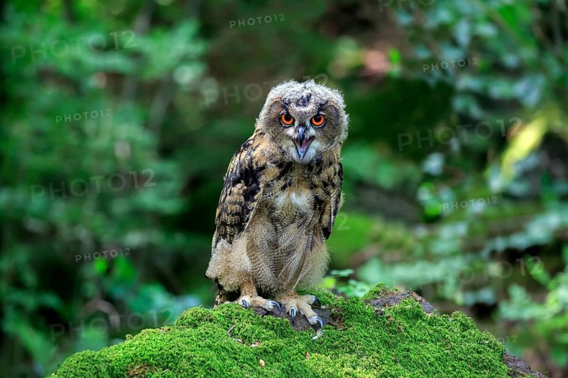 Eurasian eagle-owl (Bubo bubo)
