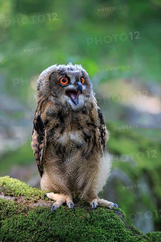 Eurasian eagle-owl (Bubo bubo)