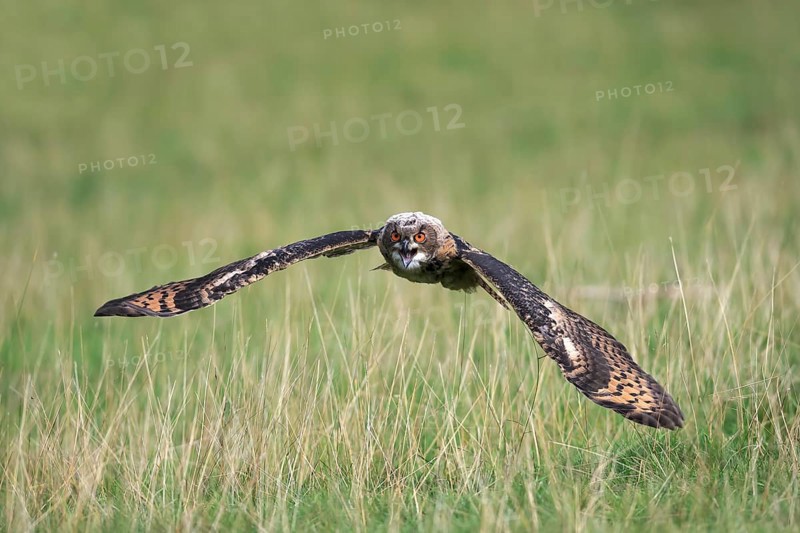 Eurasian eagle-owl (Bubo bubo) adult