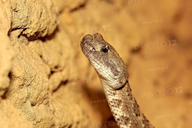 Western rattlesnake or prairie rattlesnake (Crotalus viridis)