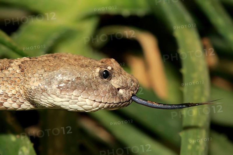 Western rattlesnake or prairie rattlesnake (Crotalus viridis)