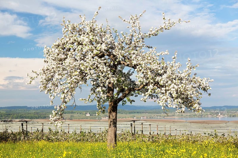 Spring mood with flowering fruit tree