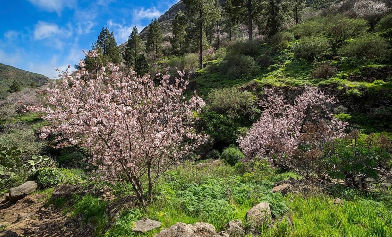 Blossoming almond trees (Prunus dulcis)
