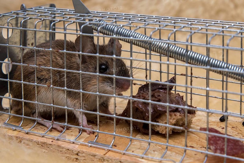 Mouse in mousetrap