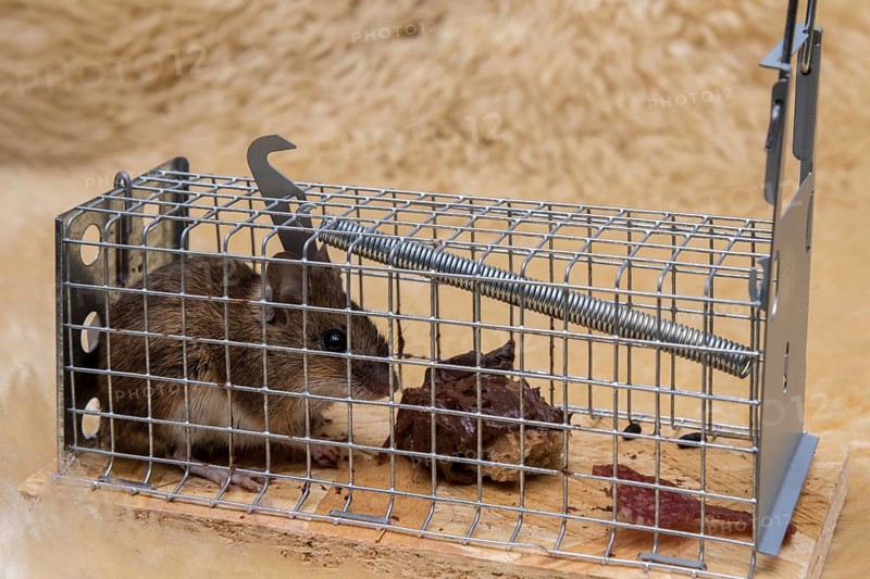 Mouse in mousetrap