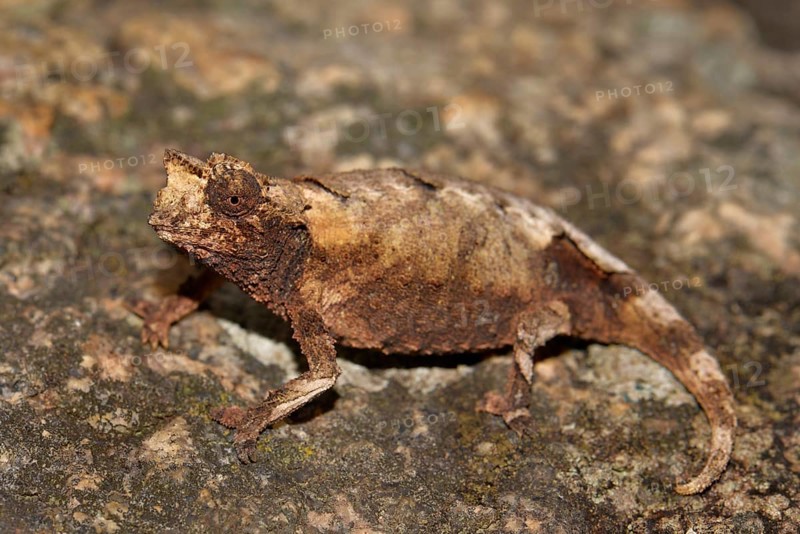 New species of leaf chameleon (Brookesia brunoi) Andringitra National Park