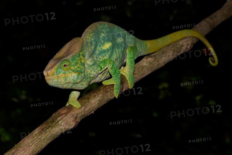 Parson's chameleon (Calumma parson)