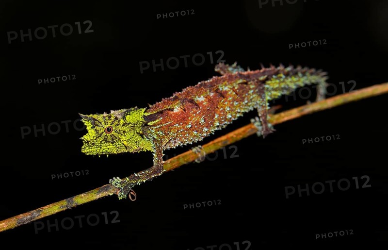 Male leaf chameleon (Brookesia vadoni)