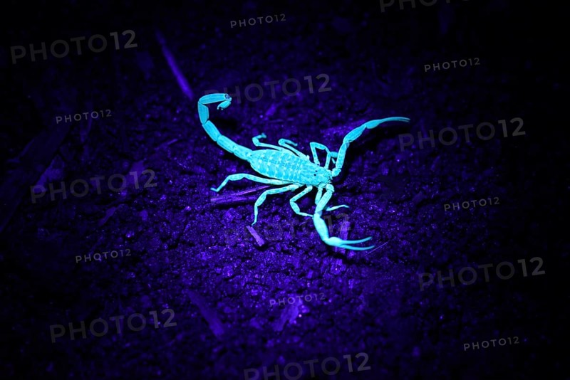 Malagasy scorpion under UV light