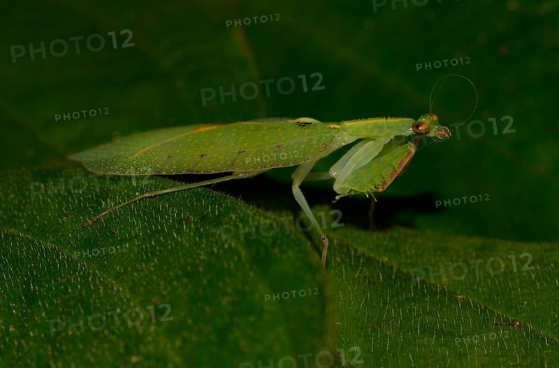 Mantis species (Platycalymma viettei)