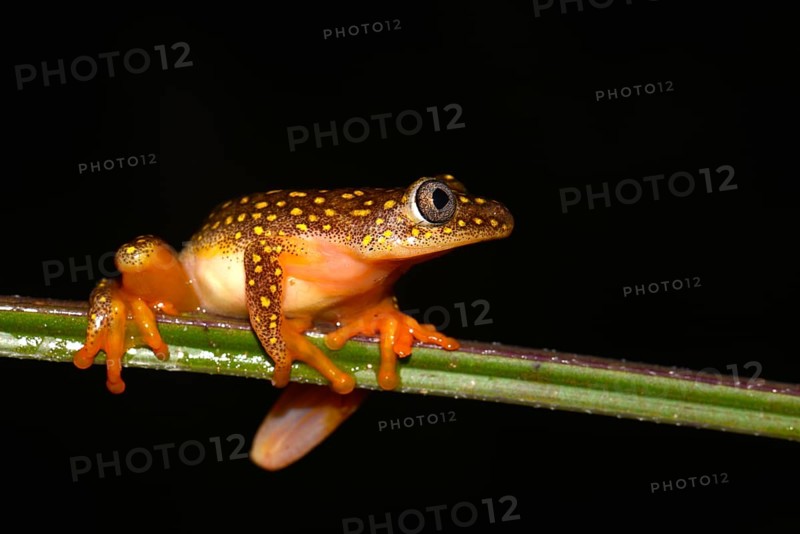 Whitebelly Reed Frog (Heterixalus alboguttatus)