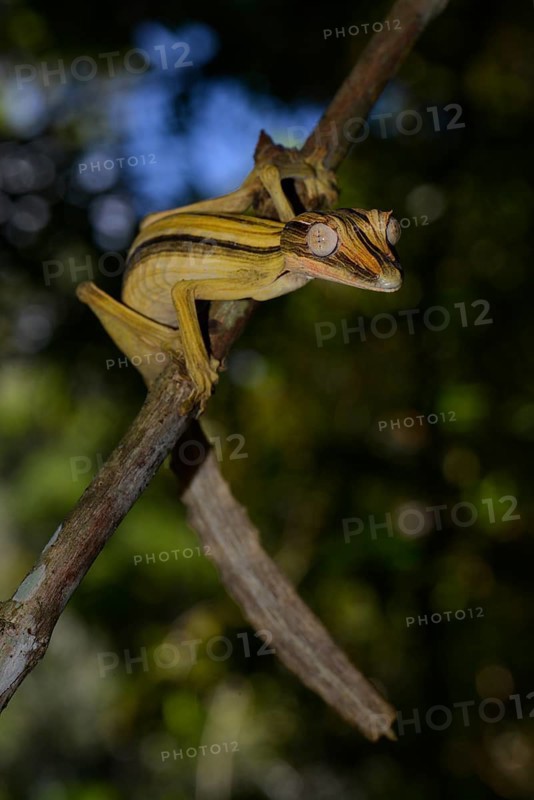 Leaf-tailed Gecko (Uroplatus lineatus)