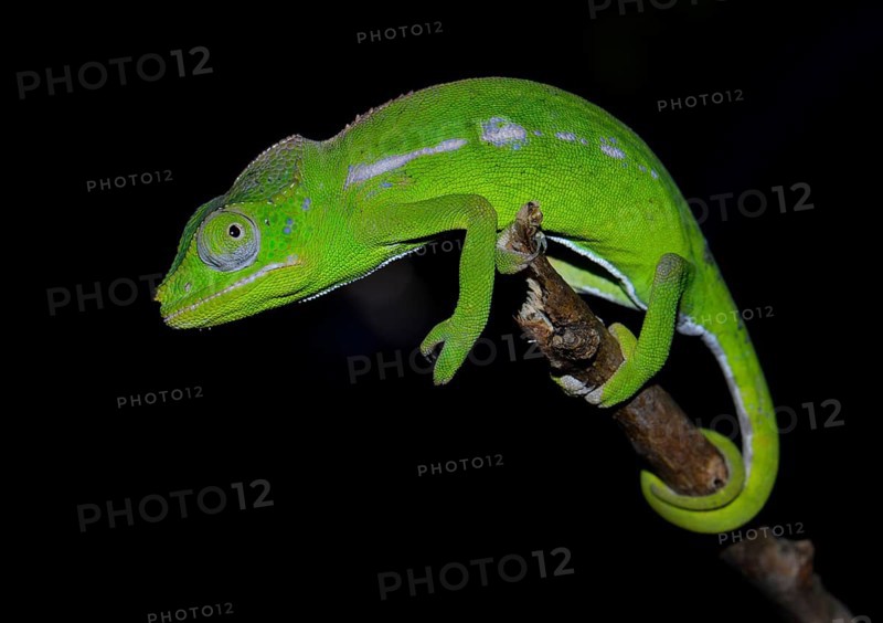 A female of the rarest chameleon species in the world