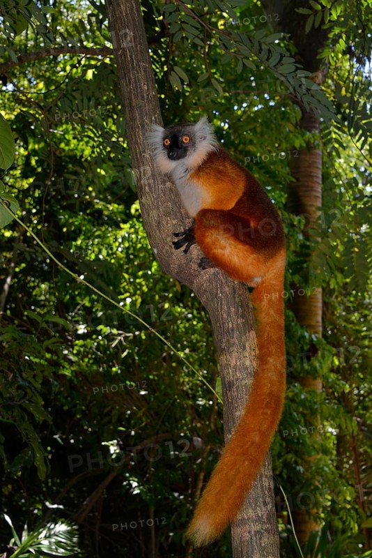 Black lemur (Eulemur macaco)